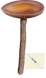 psilocybe cubensis Tazmanian sporen syringe